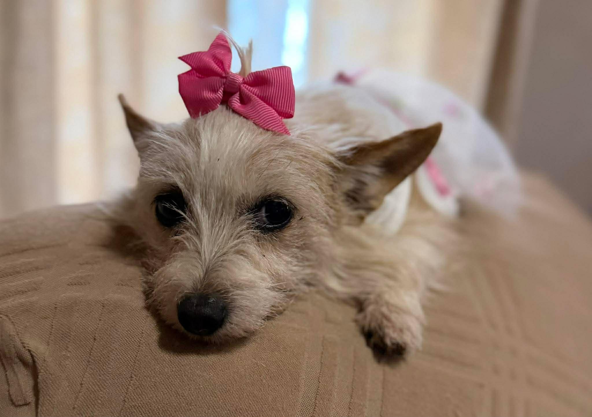 Enlarge LILLY C.   $425, an adopted mixed breed in Milwaukee, WI image 2/3