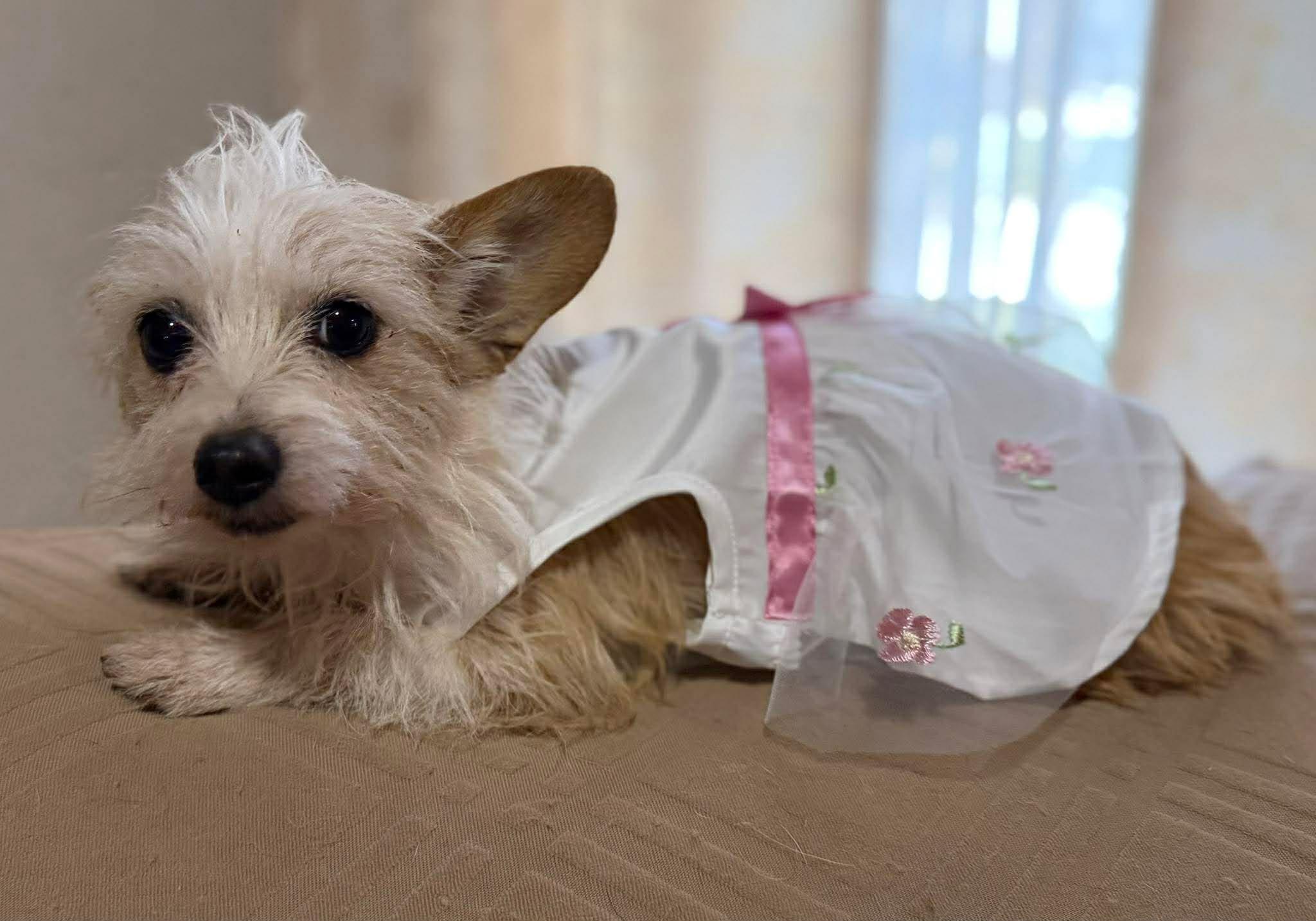 Enlarge LILLY C.   $425, an adopted mixed breed in Milwaukee, WI image 3/3