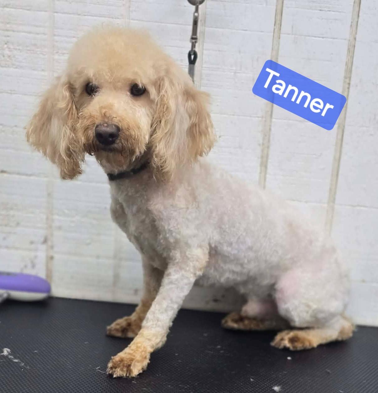 Tanner, adopted, Young Male Miniature Poodle.