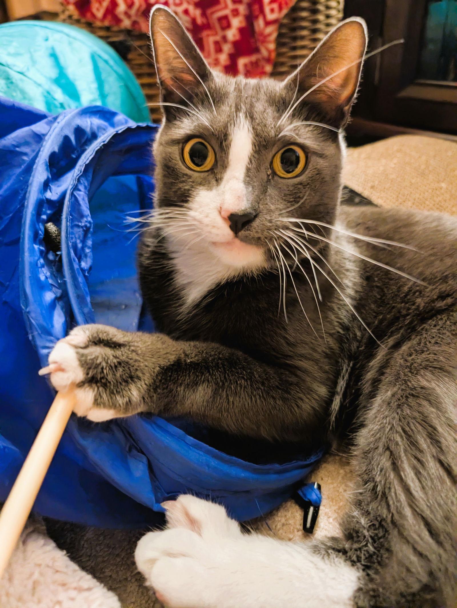 Nemo, Adoptable, Adult Male Domestic Short Hair.