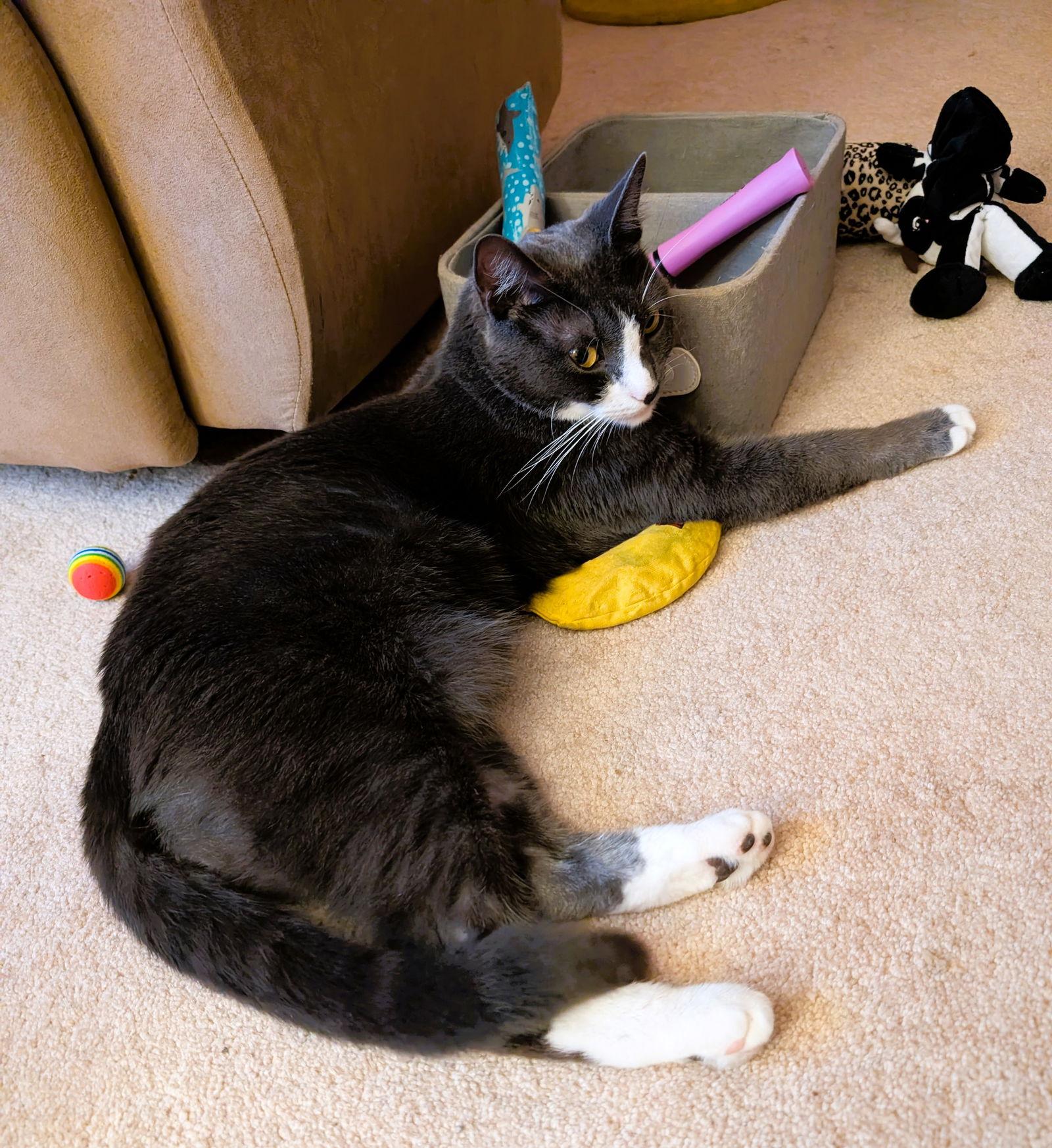 Enlarge Nemo, a Adoptable Domestic Short Hair in Lighthouse Point, FL image 2/3