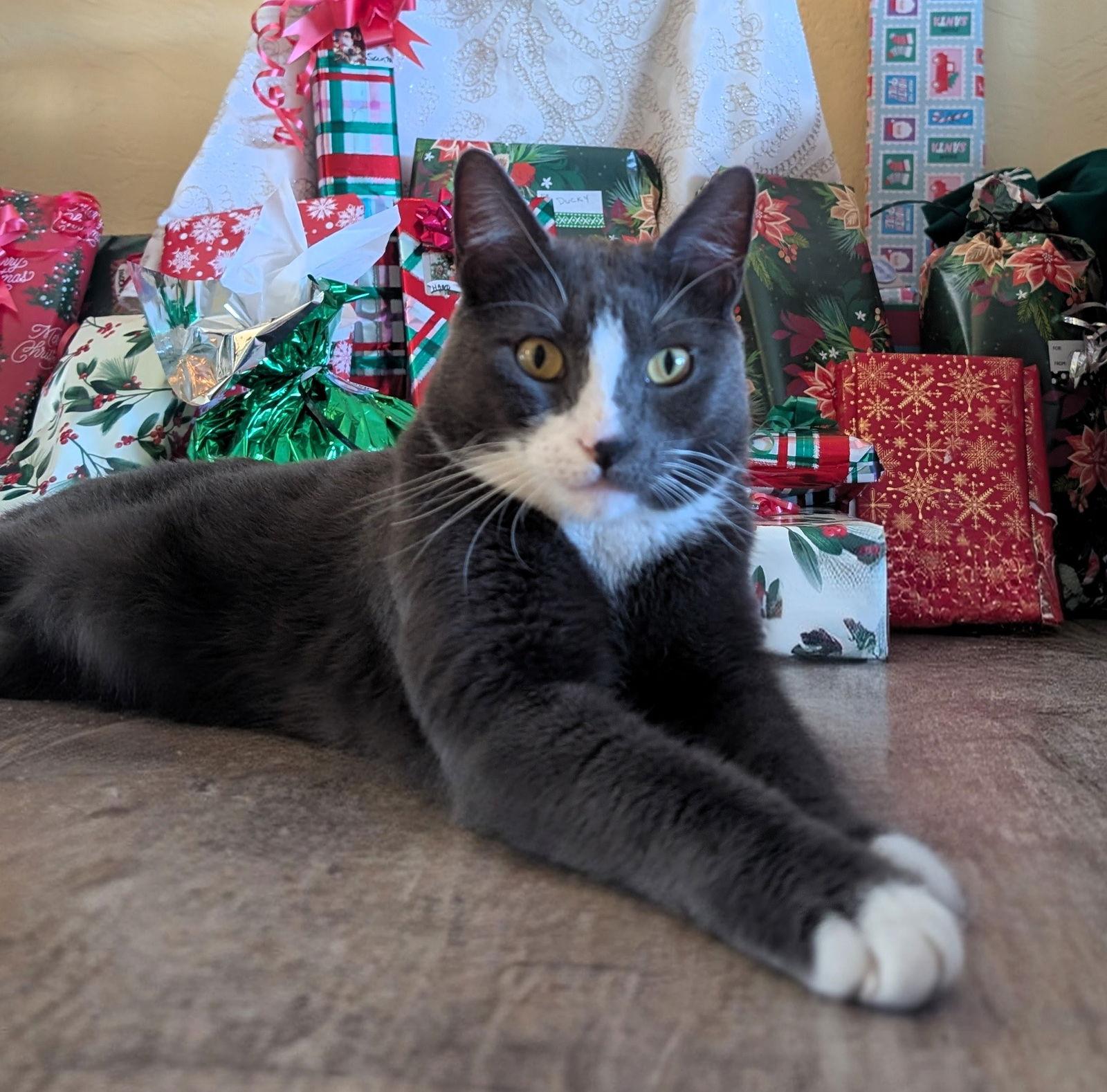 Enlarge Nemo, a Adoptable Domestic Short Hair in Lighthouse Point, FL image 3/3