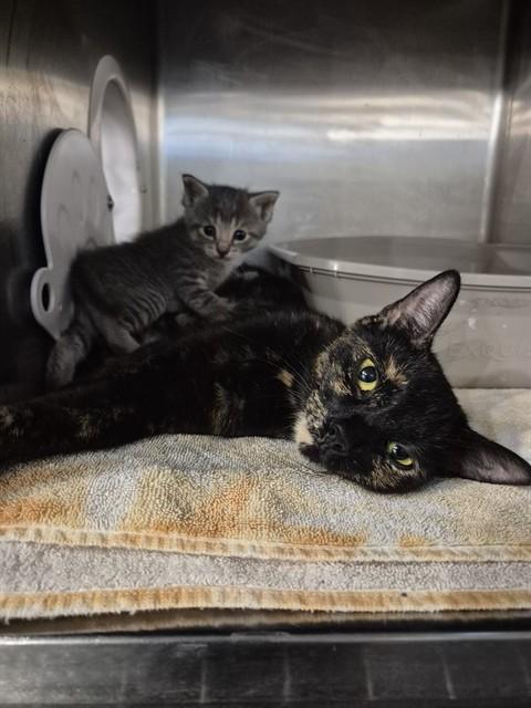 MISTY, Adoptable, Young Female Domestic Short Hair.