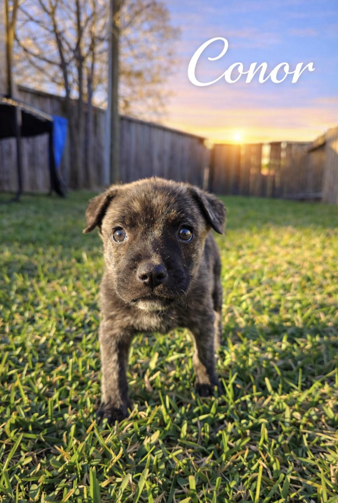 Conor — thumbnail 2