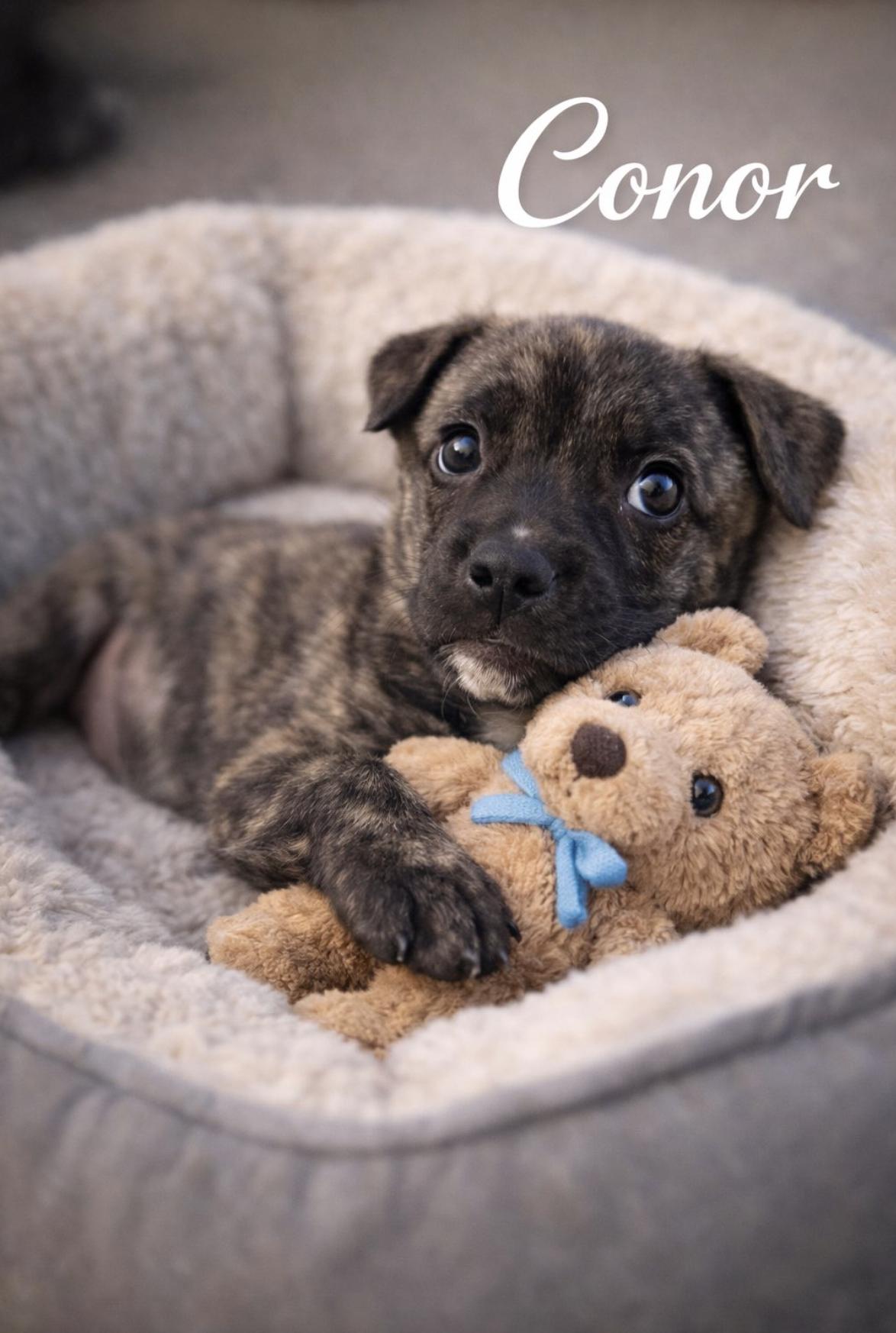 Conor — thumbnail 4