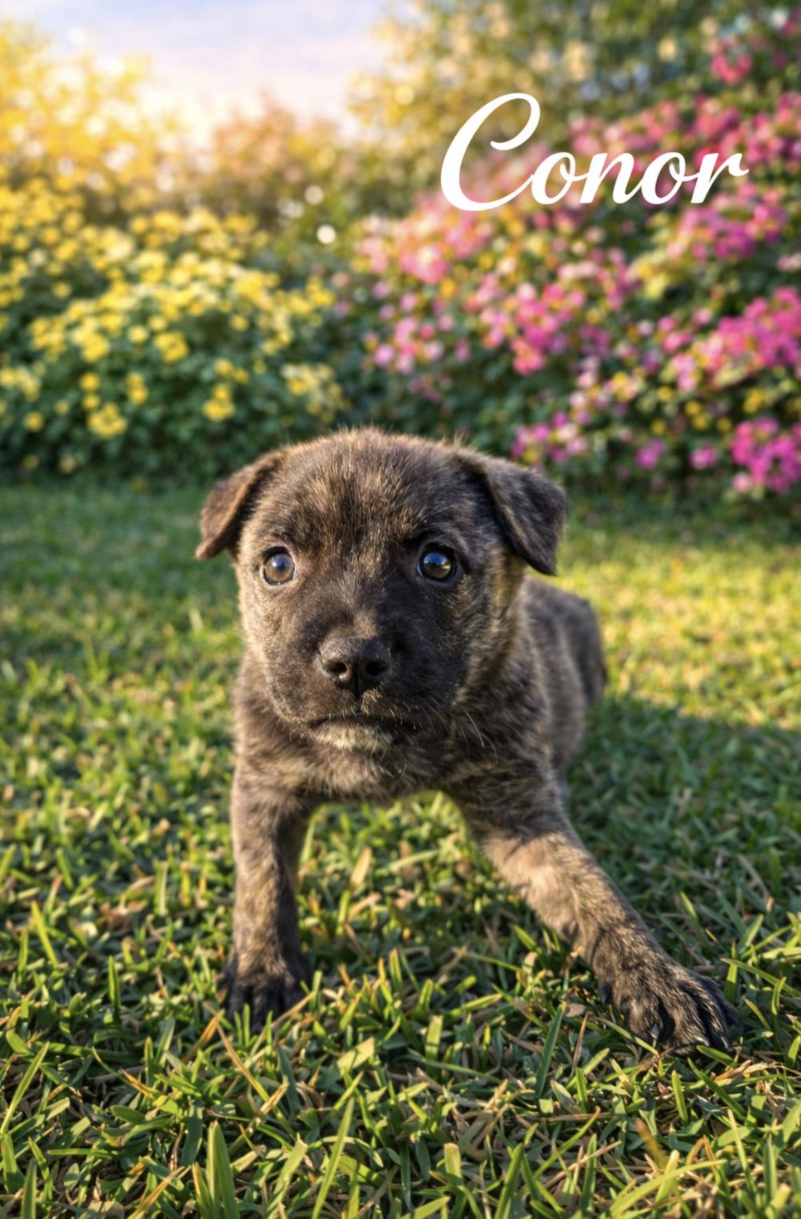 Conor — thumbnail 5