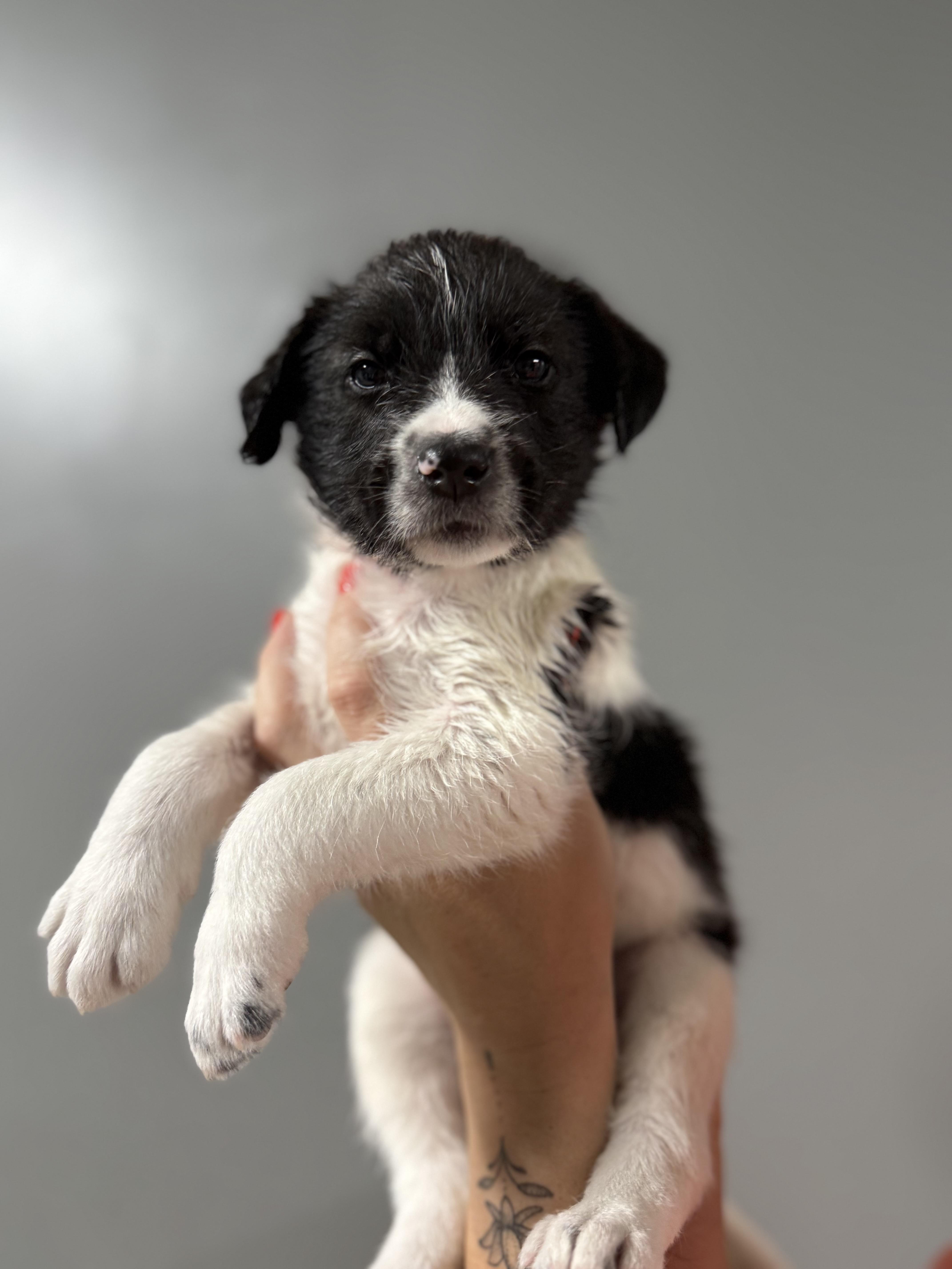 Enlarge Tucker, an adoption pending Mixed Breed in MYRTLE BEACH, SC image 1/1