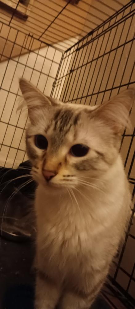 Tinkerbell, Adoptable, Young Female Domestic Medium Hair & Persian.