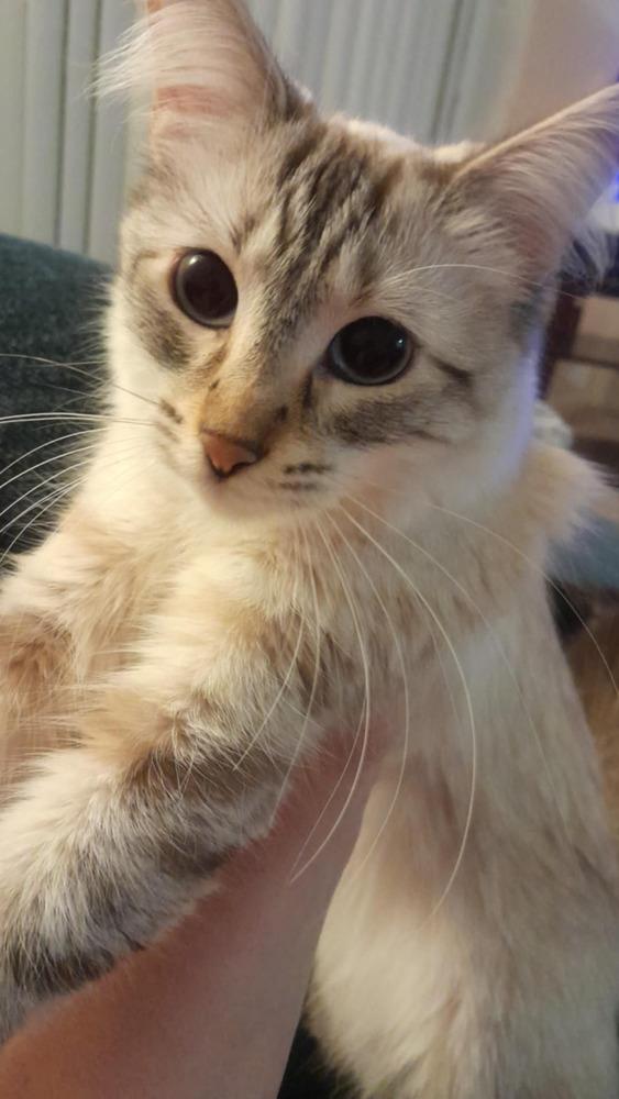 Enlarge Tinkerbell, a Adoptable mixed breed in Lincoln Park, MI image 2/2