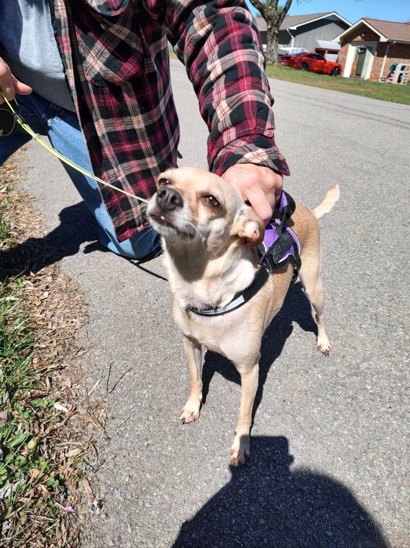 LOLA, adopted, Adult Female Chihuahua.