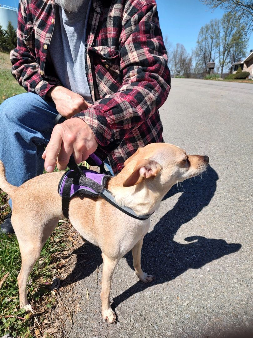 LOLA, an adopted mixed breed in Kingsport, TN image 3/5
