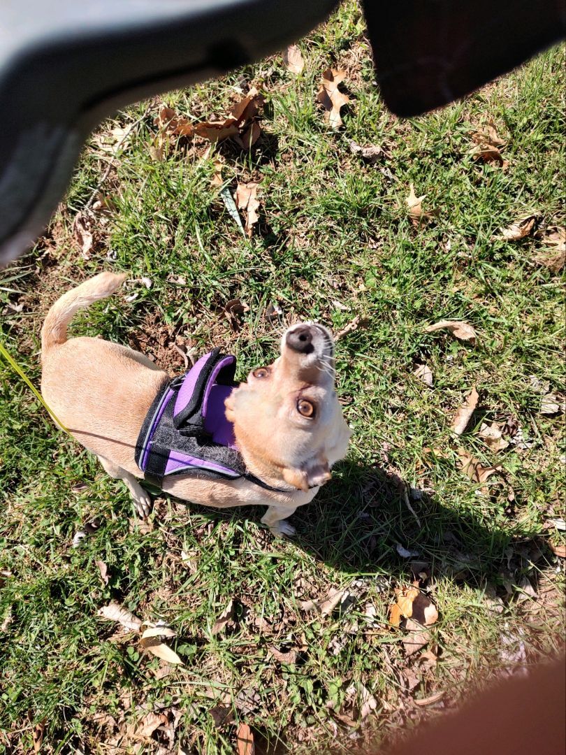 LOLA, an adopted mixed breed in Kingsport, TN image 4/5