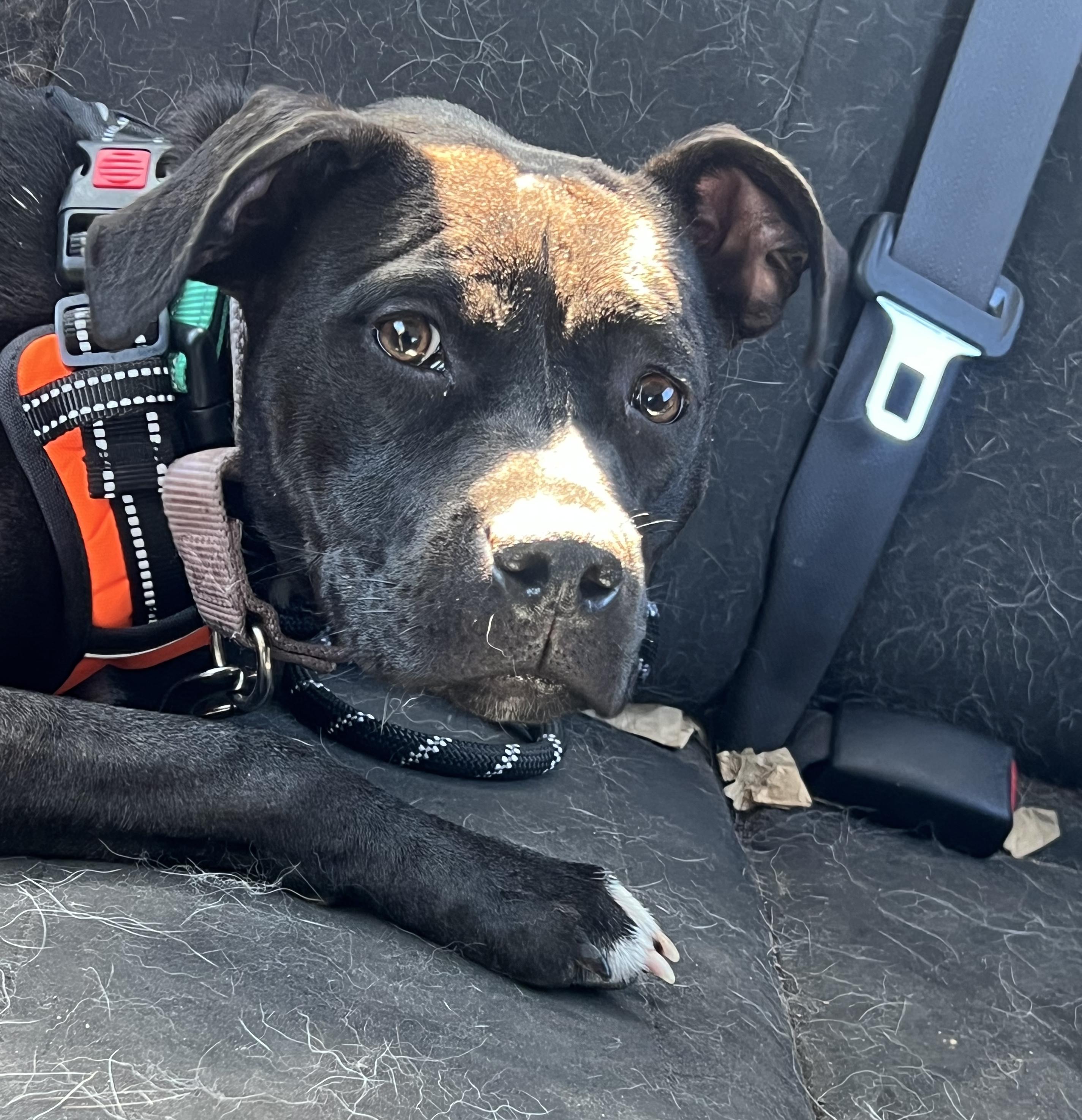 Cocoa, the Cuddler — thumbnail 3