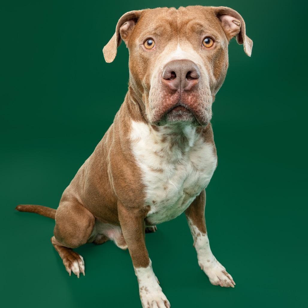 Bruno, a Adoptable mixed breed in York, PA image 3/6
