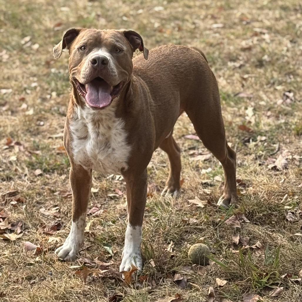 Bruno, a Adoptable mixed breed in York, PA image 4/6