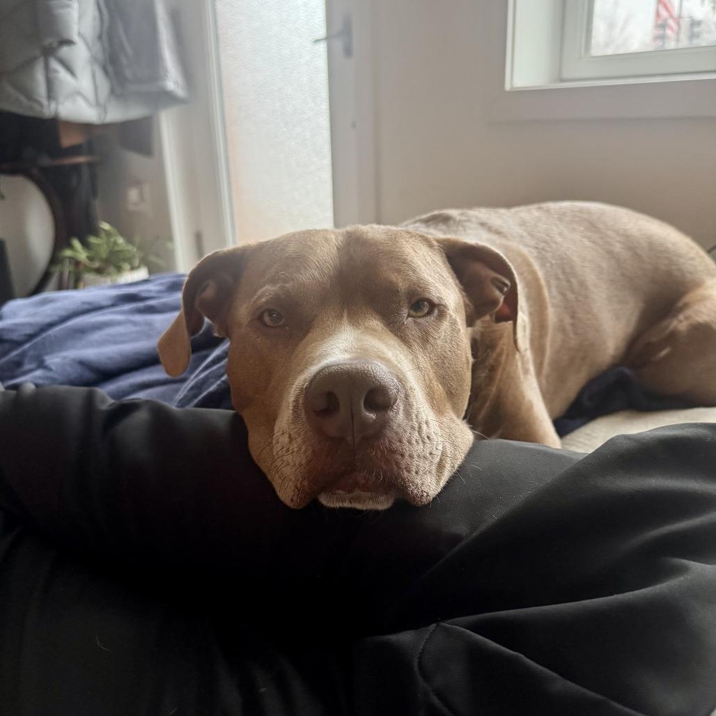 Enlarge Bruno, a Adoptable mixed breed in York, PA image 1/5