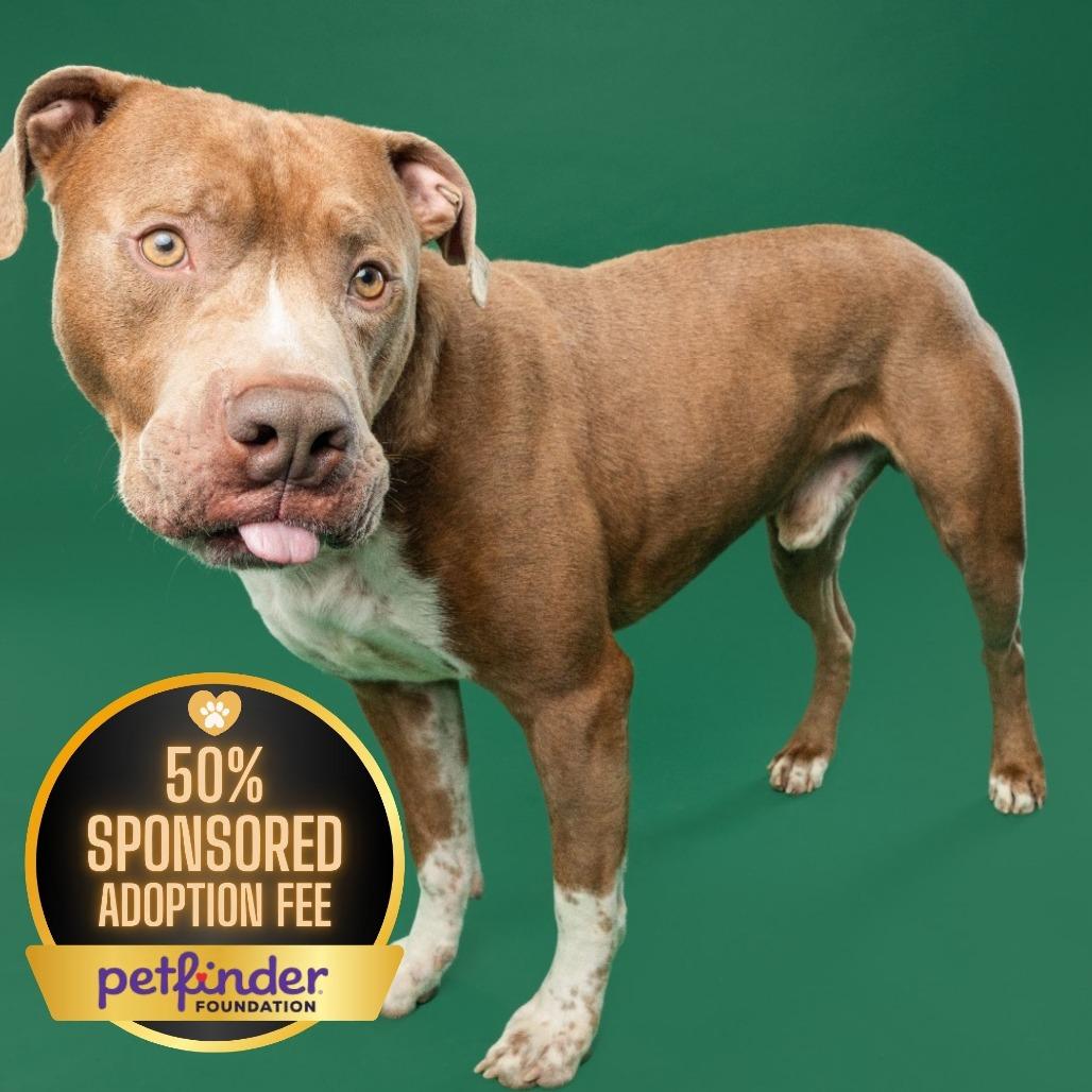 Enlarge Bruno, a Adoptable mixed breed in York, PA image 4/6