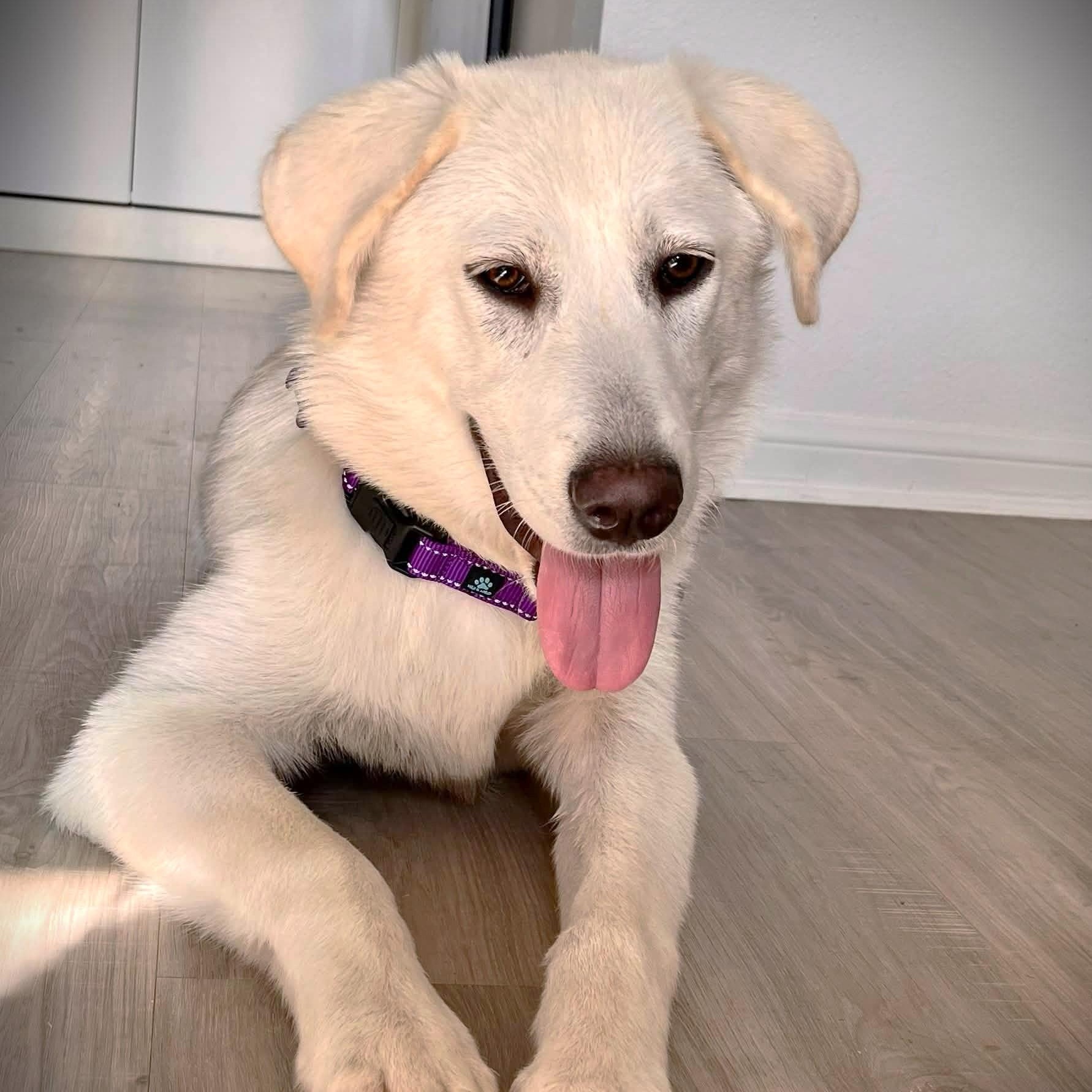 Fiona, a ADOPTABLE mixed breed in Austin, TX image 5/5