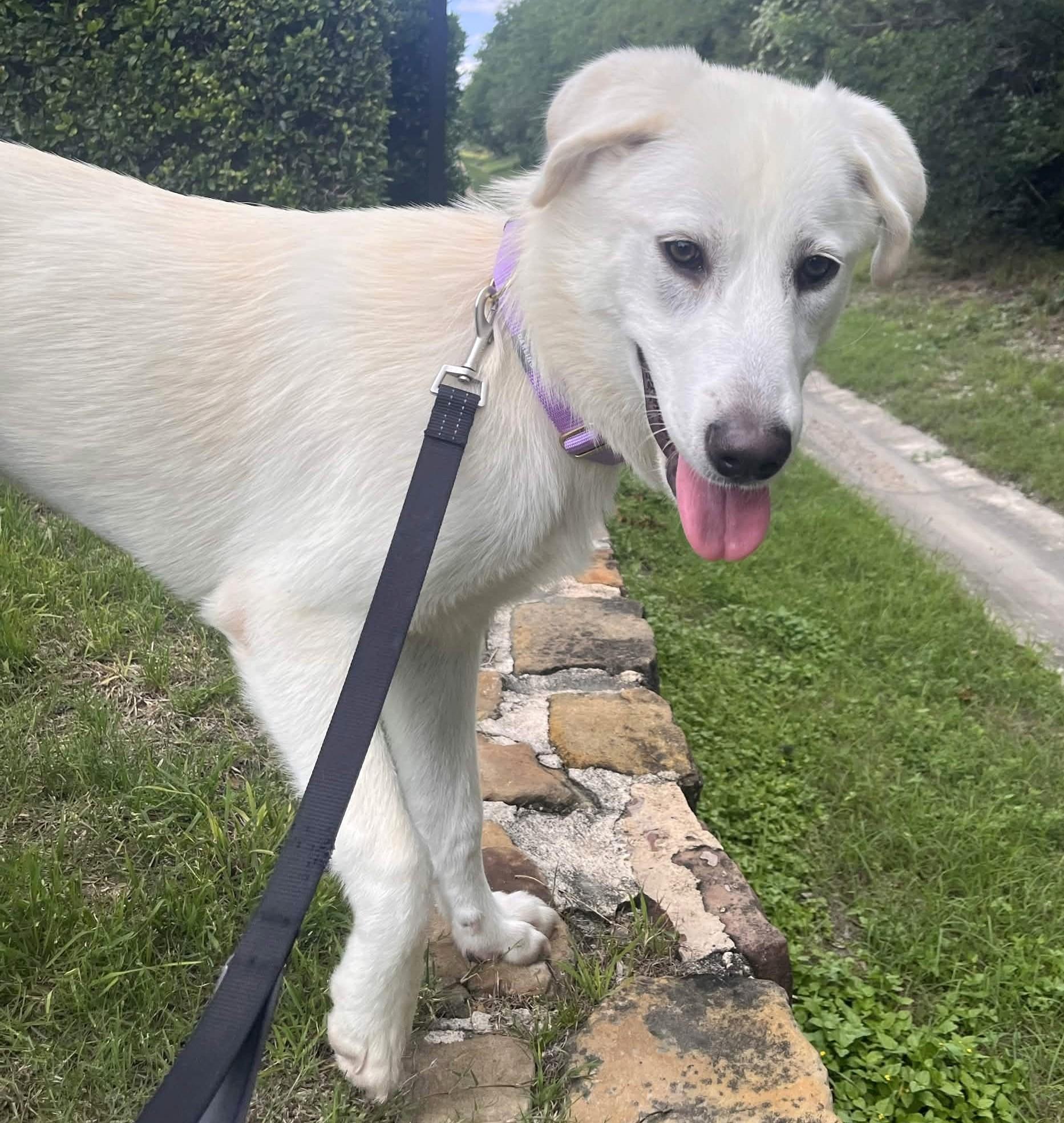 Fiona, a ADOPTABLE mixed breed in Austin, TX image 3/5