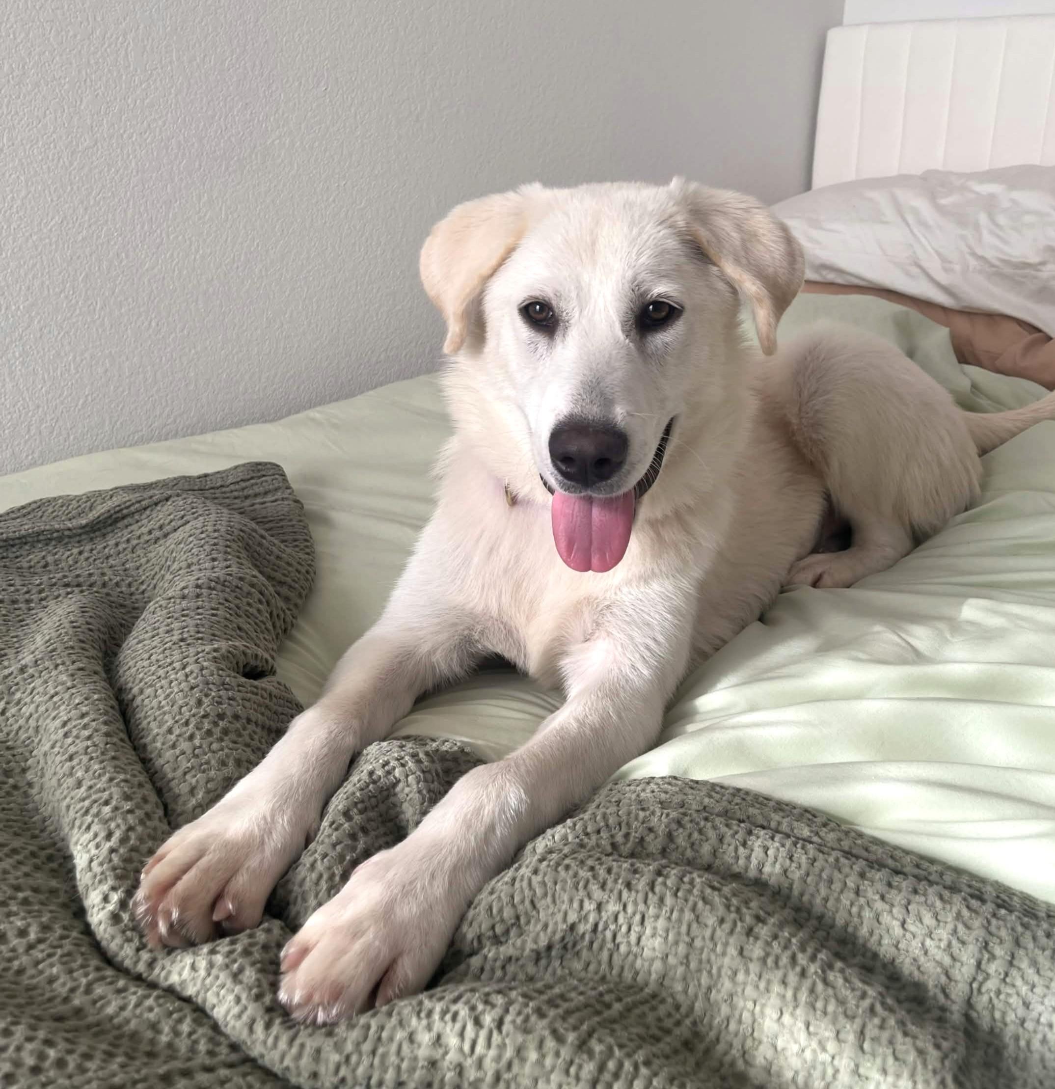 Fiona, a ADOPTABLE mixed breed in Austin, TX image 4/5
