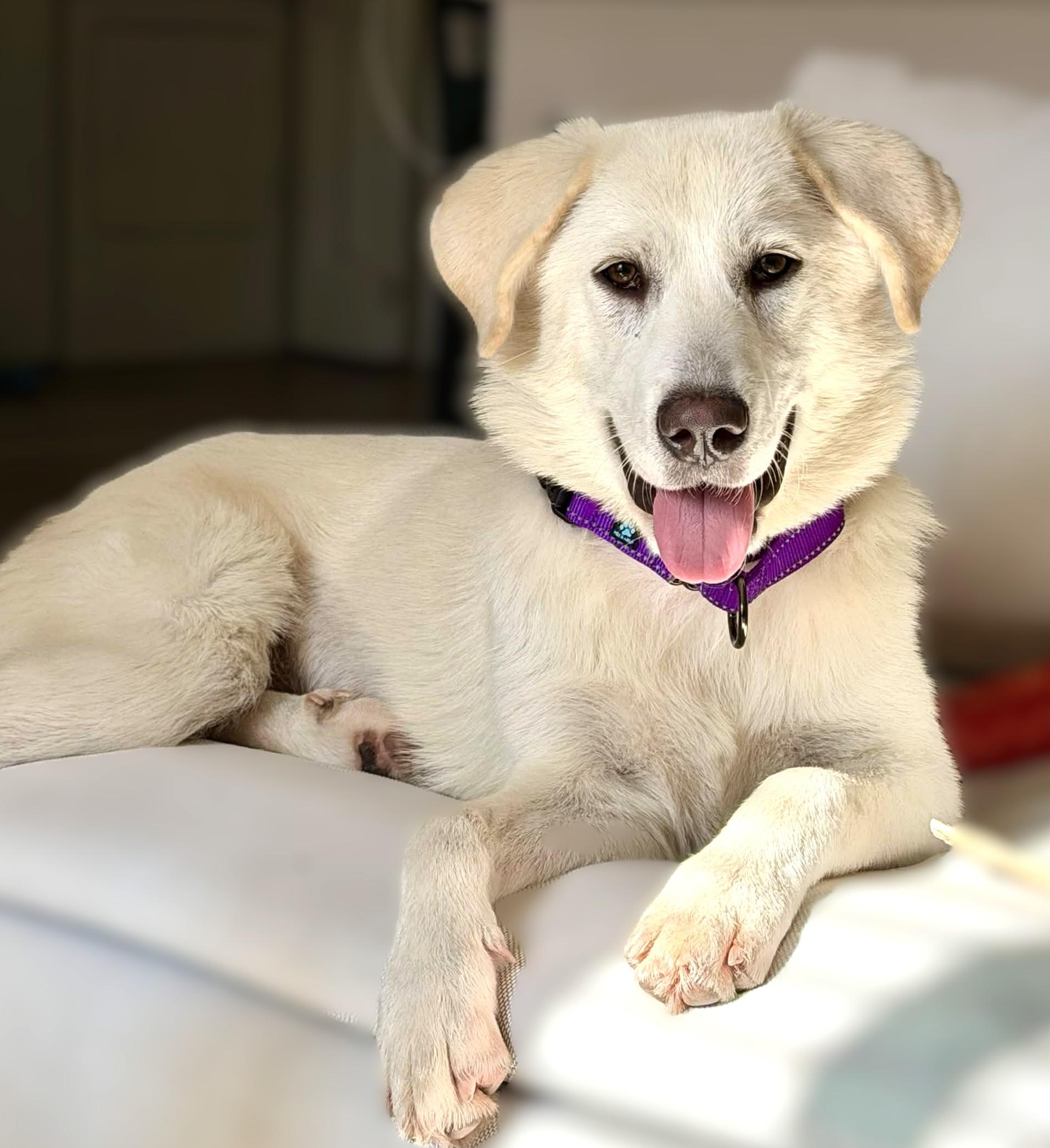 Fiona, a ADOPTABLE mixed breed in Austin, TX image 2/5