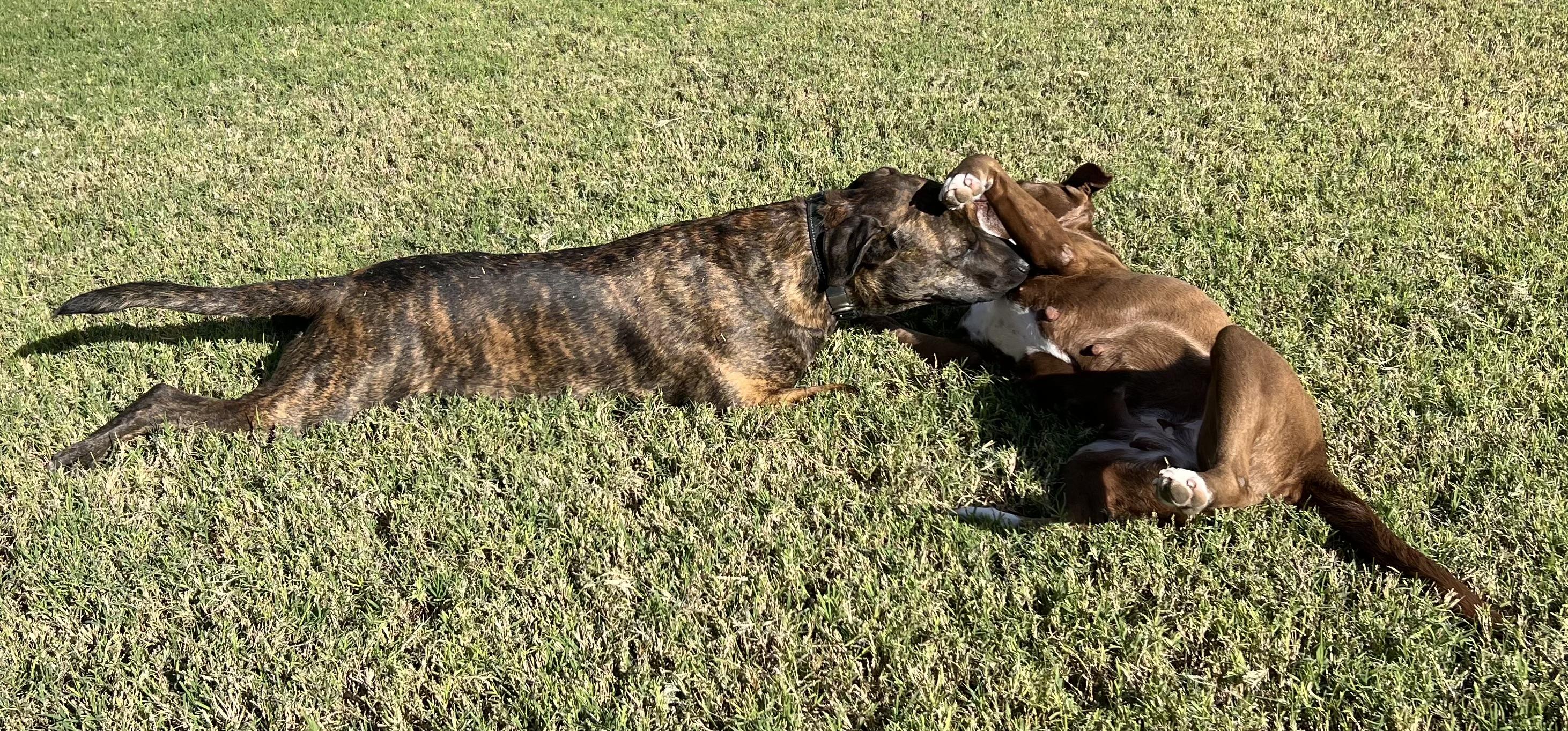 Enlarge Rosie, a Adoptable mixed breed in Harlingen, TX image 6/6