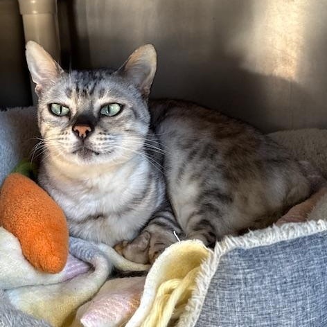 Enlarge Molly, an adopted Bengal in Honesdale, PA image 2/4