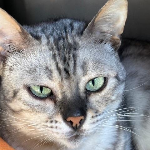 Enlarge Molly, an adopted Bengal in Honesdale, PA image 1/4