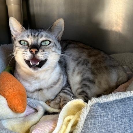 Enlarge Molly, an adopted Bengal in Honesdale, PA image 4/4