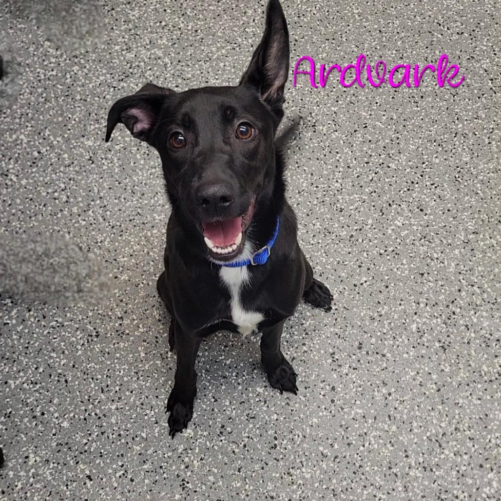 Enlarge Ardvark, a Adoptable mixed breed in Parkersburg, WV image 1/2