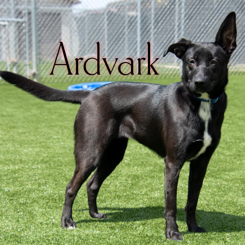 Enlarge Ardvark, a Adoptable mixed breed in Parkersburg, WV image 2/2