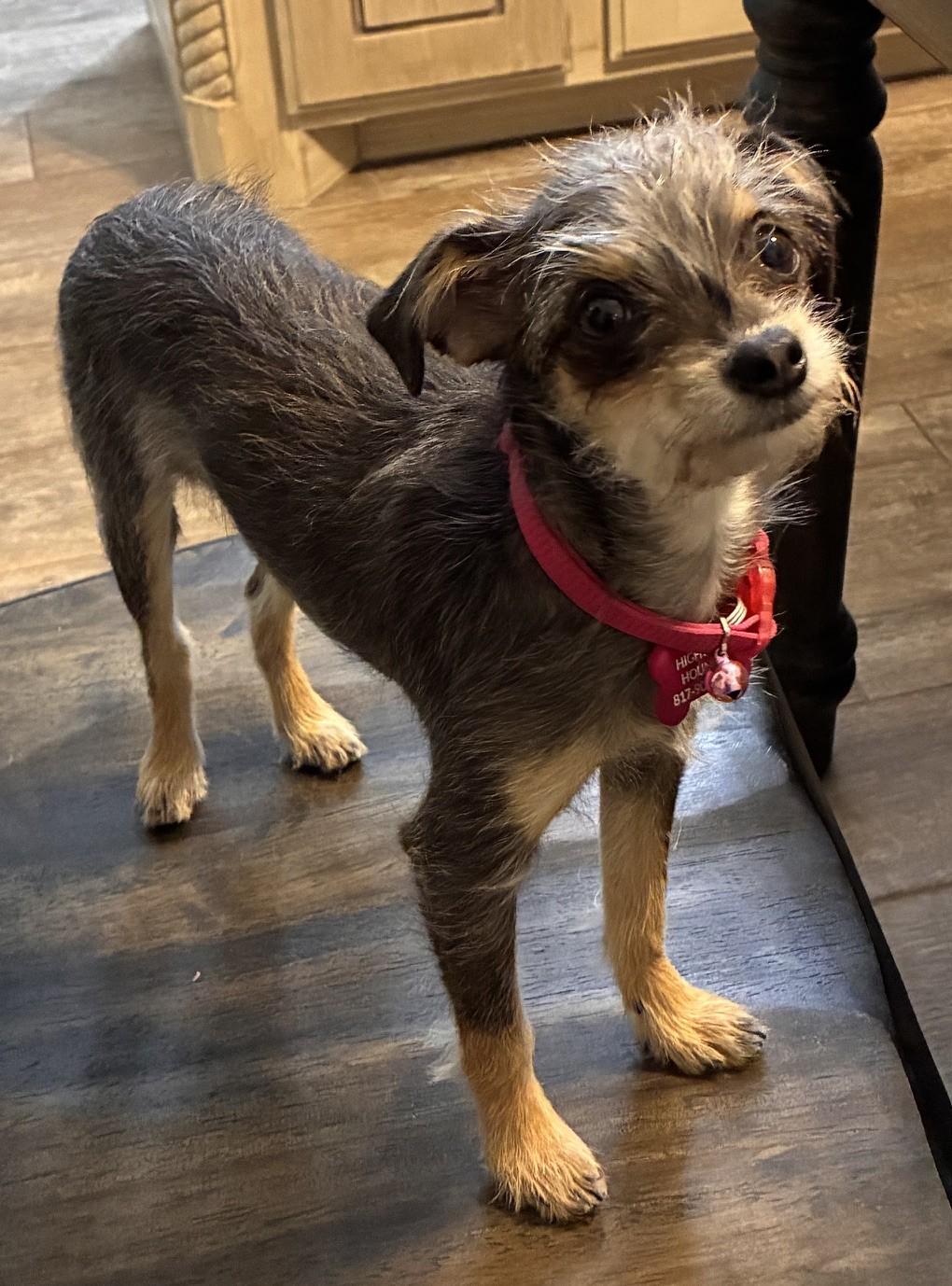 Enlarge APRIL, a Adoptable mixed breed in fort worth, TX image 4/4