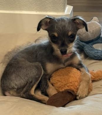 APRIL, Adoptable, Puppy Female Chihuahua & Terrier.