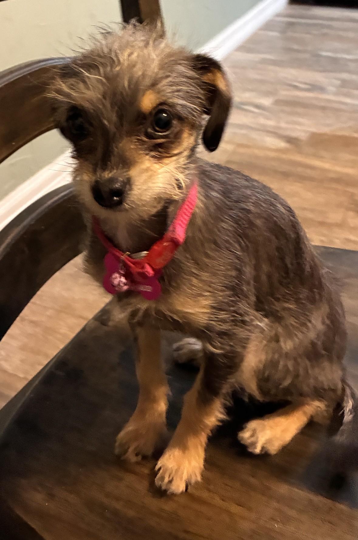Enlarge APRIL, a Adoptable mixed breed in fort worth, TX image 3/4