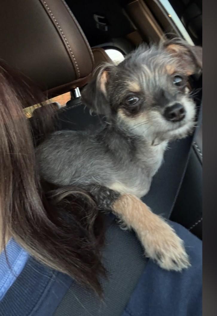 Enlarge APRIL, a Adoptable mixed breed in fort worth, TX image 2/4