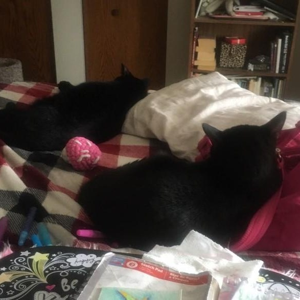 Enlarge CISCO [& Panther], an adoption pending Domestic Short Hair in La Crescent, MN image 3/4