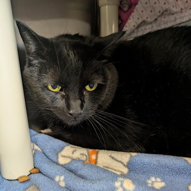 Enlarge CISCO [& Panther], an adoption pending Domestic Short Hair in La Crescent, MN image 4/4