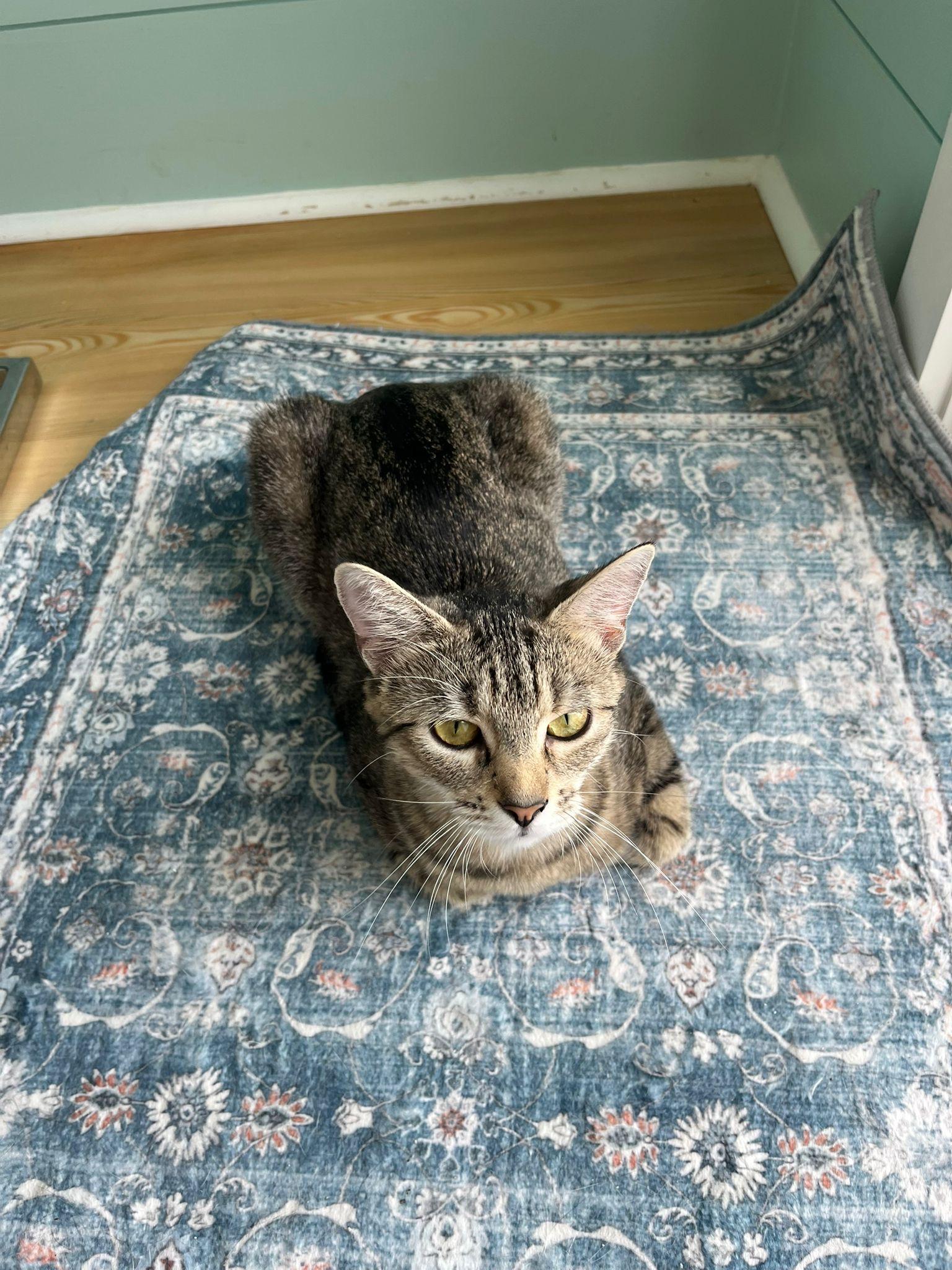 Cassie — thumbnail 5