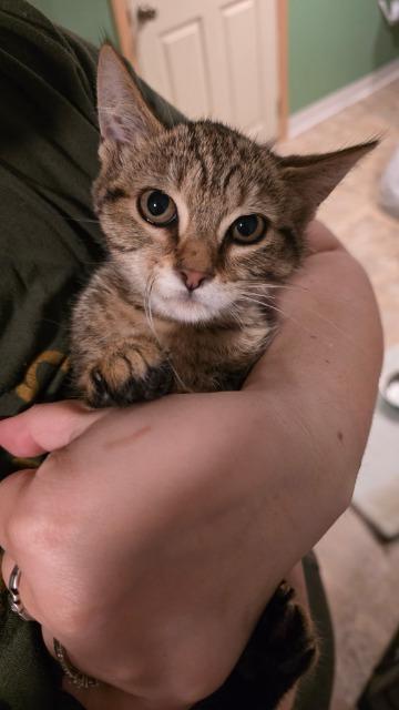 Fluffernutter, Adoptable, Kitten Female Domestic Short Hair.