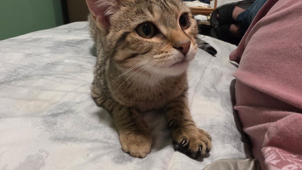 Fluffernutter, a Adoptable mixed breed in Pawtucket, RI image 2/4