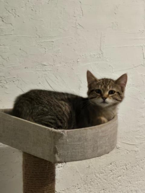 Fluffernutter, a Adoptable mixed breed in Pawtucket, RI image 4/4