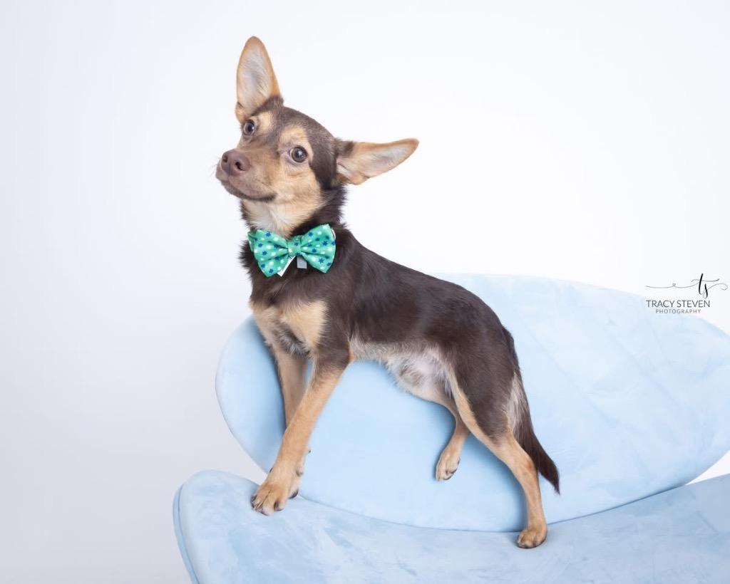 Enlarge Gizmo, a Adoptable mixed breed in CONROE, TX image 1/6