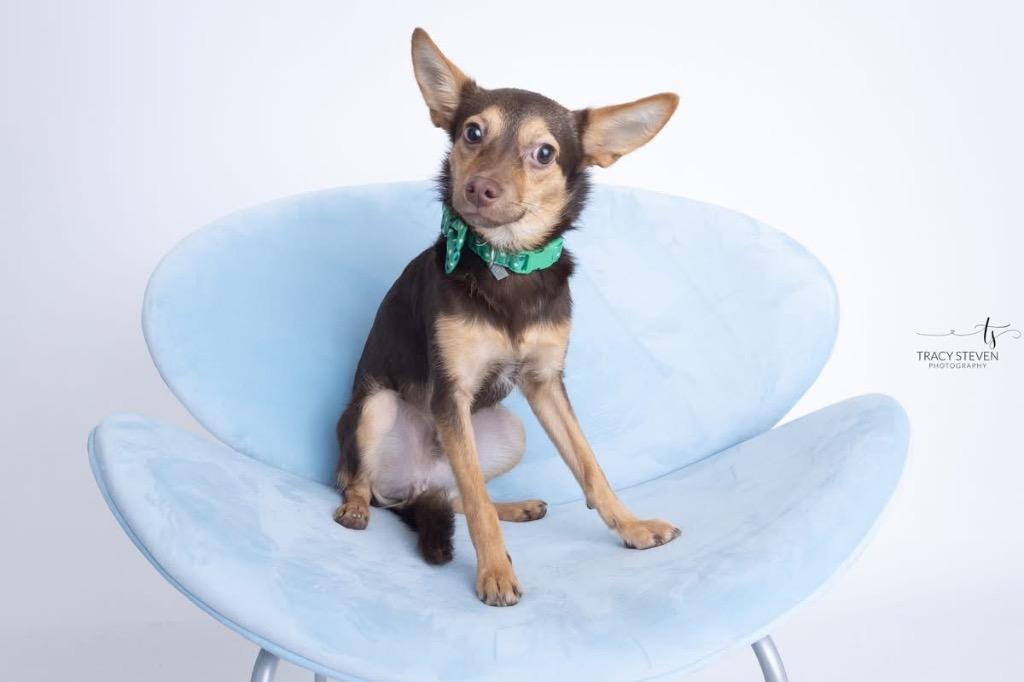 Enlarge Gizmo, a Adoptable mixed breed in CONROE, TX image 2/6