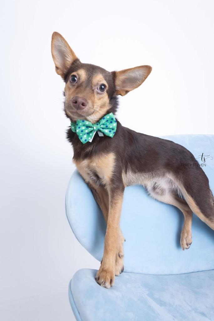 Enlarge Gizmo, a Adoptable mixed breed in CONROE, TX image 3/6