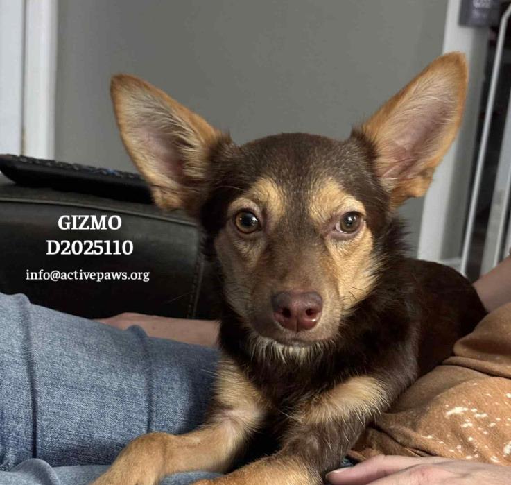 Enlarge Gizmo, a Adoptable mixed breed in CONROE, TX image 4/6