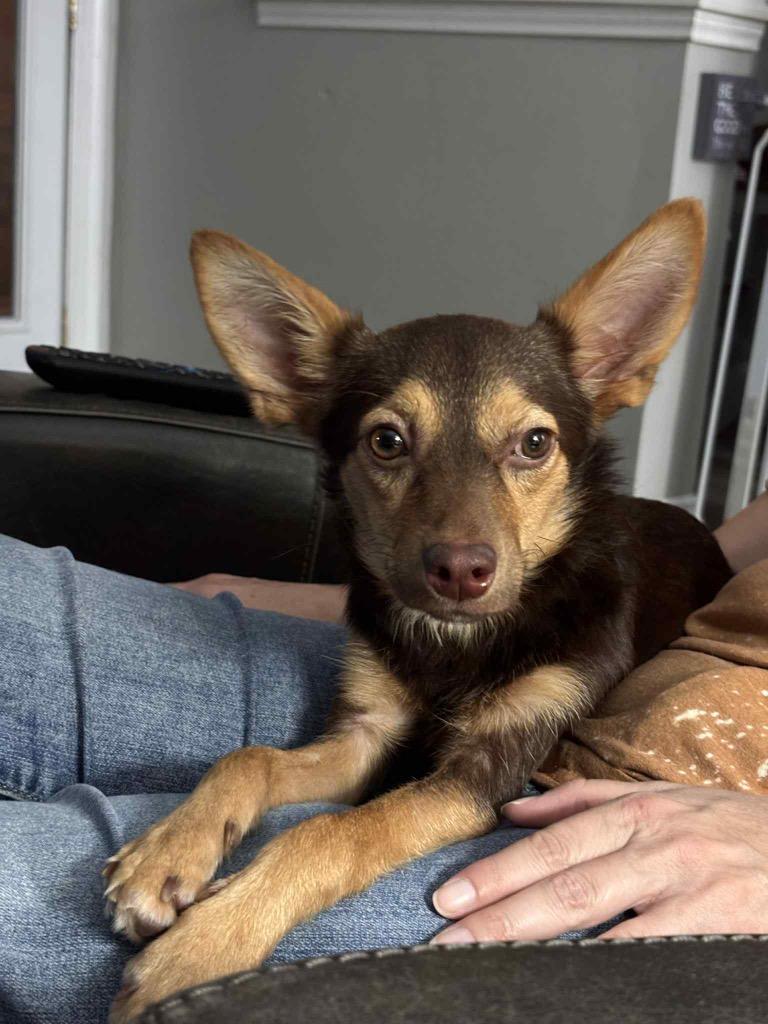 Enlarge Gizmo, a Adoptable mixed breed in CONROE, TX image 6/6