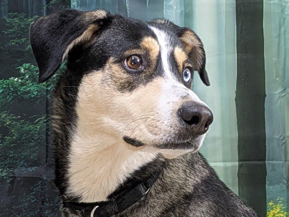 Enlarge Shasta, a Adoptable mixed breed in Republic, WA image 2/6