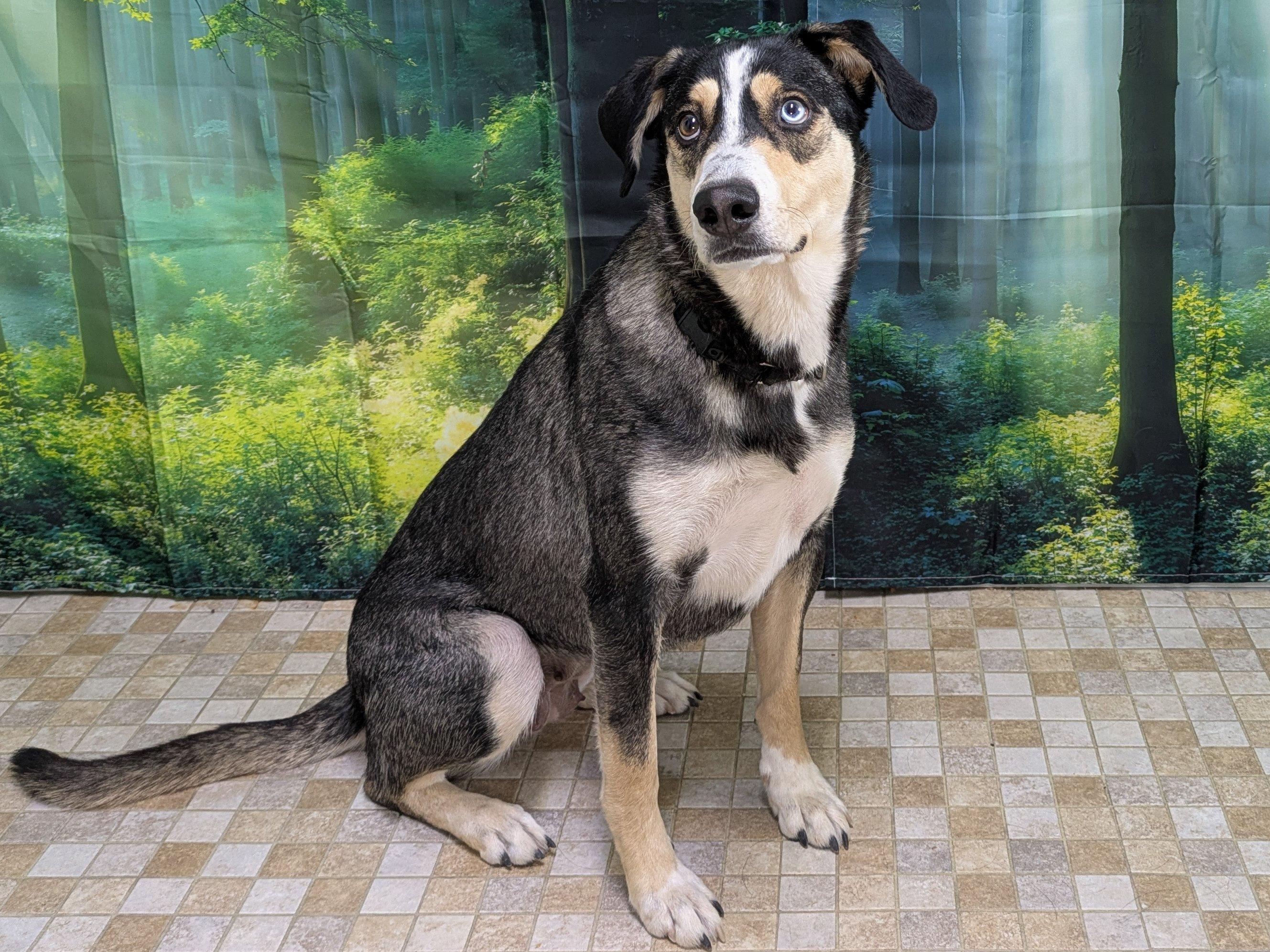 Enlarge Shasta, a Adoptable mixed breed in Republic, WA image 3/6