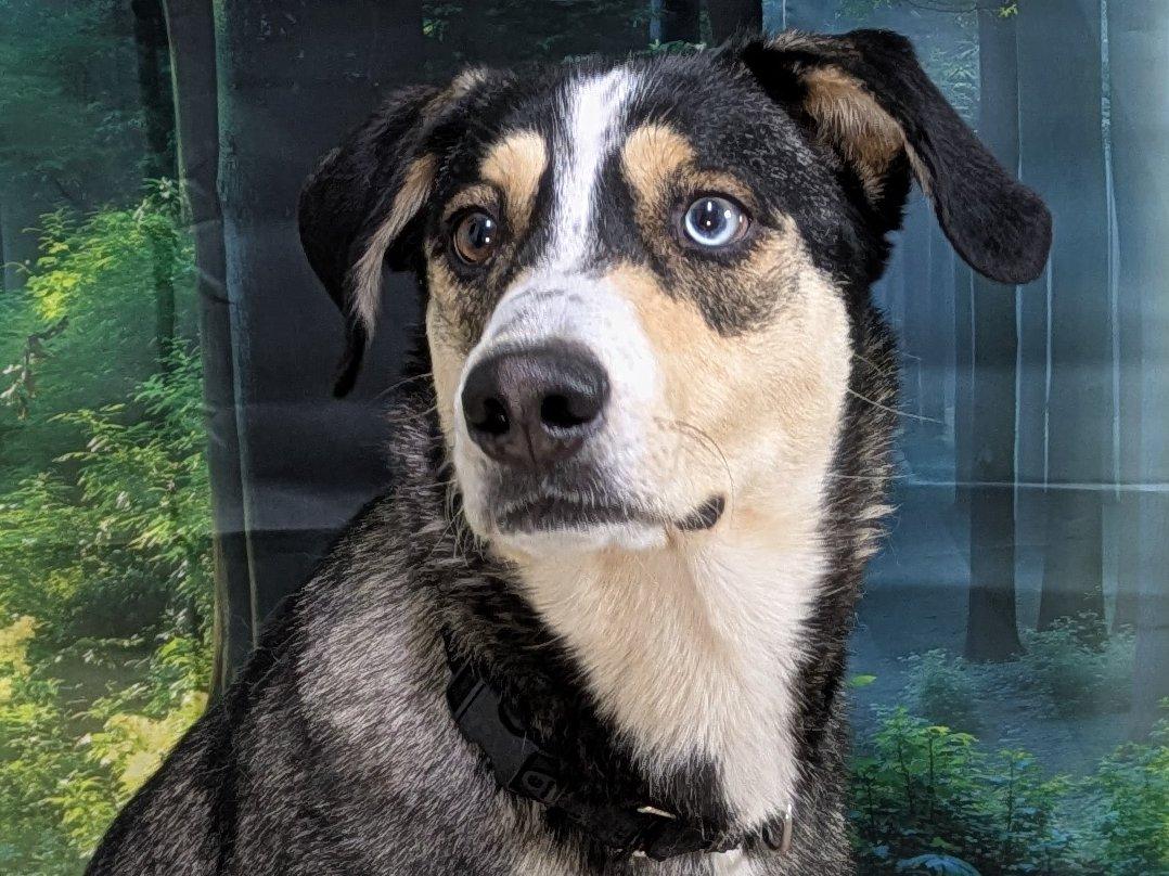 Shasta, Adoptable, Adult Female Husky & Shepherd.