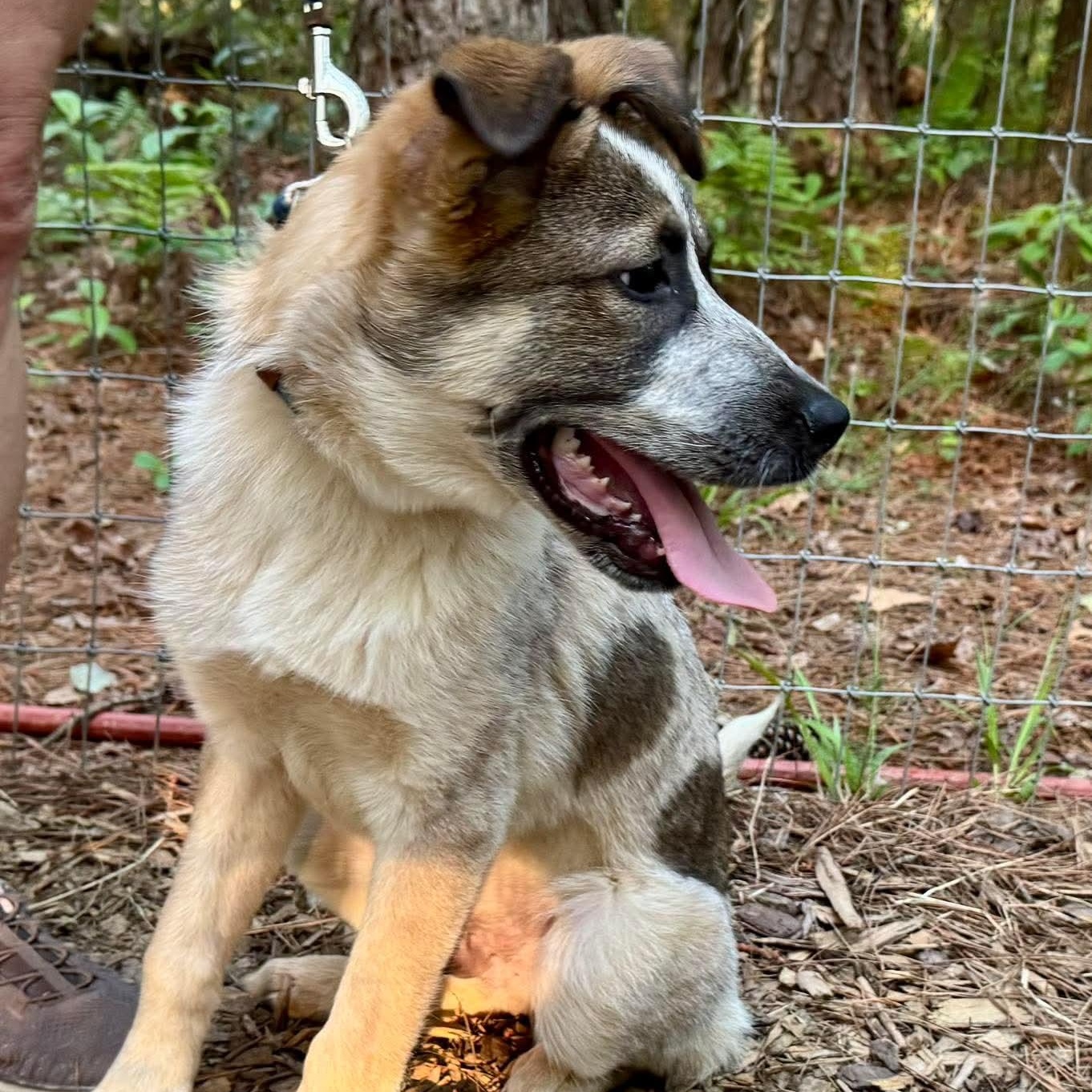 Enlarge Rigby, a ADOPTABLE Mixed Breed in Wando, SC image 6/6